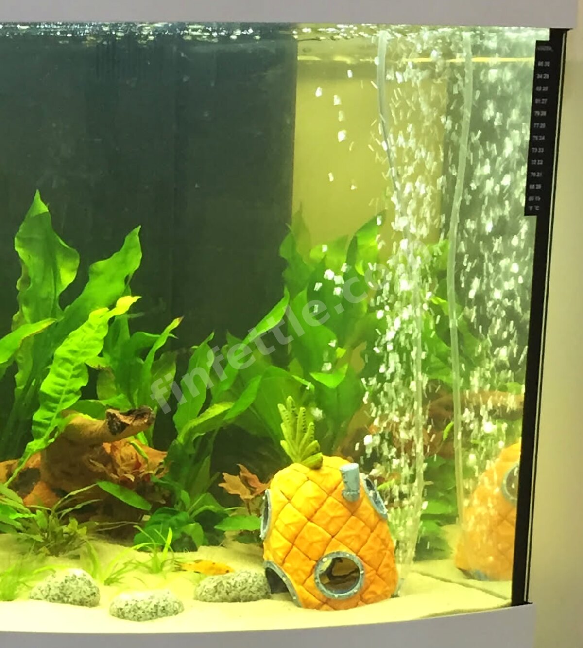 A column of fine bubbles from an air stone rising through a planted aquarium