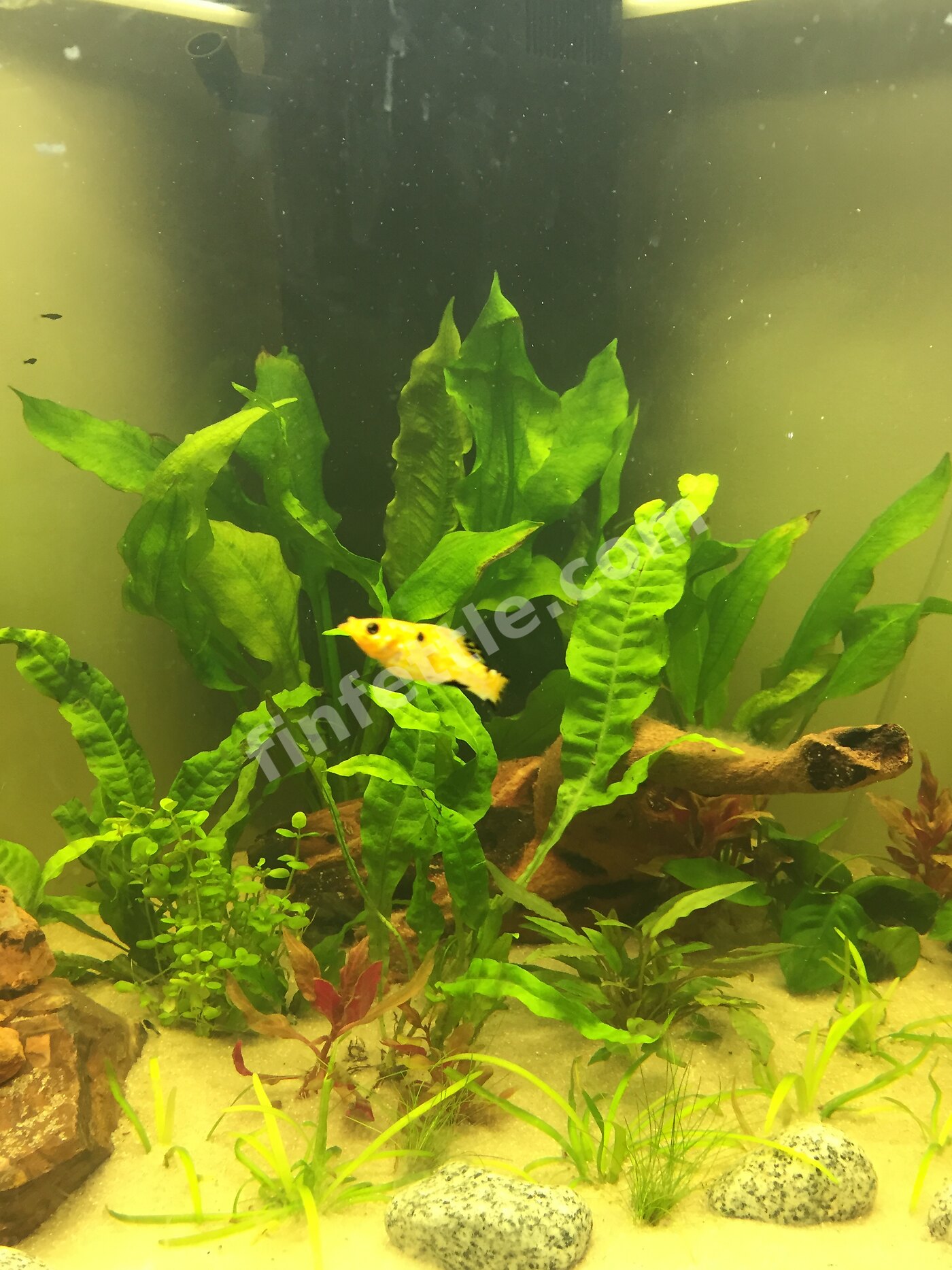 Aquarium with green, cloudy water and plants