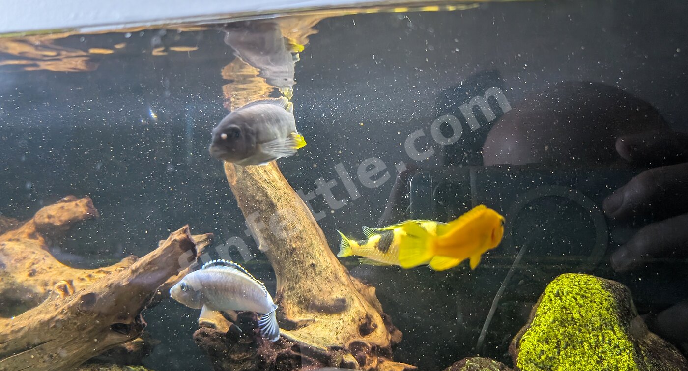 An established freshwater aquarium with driftwood, rockwork and fish