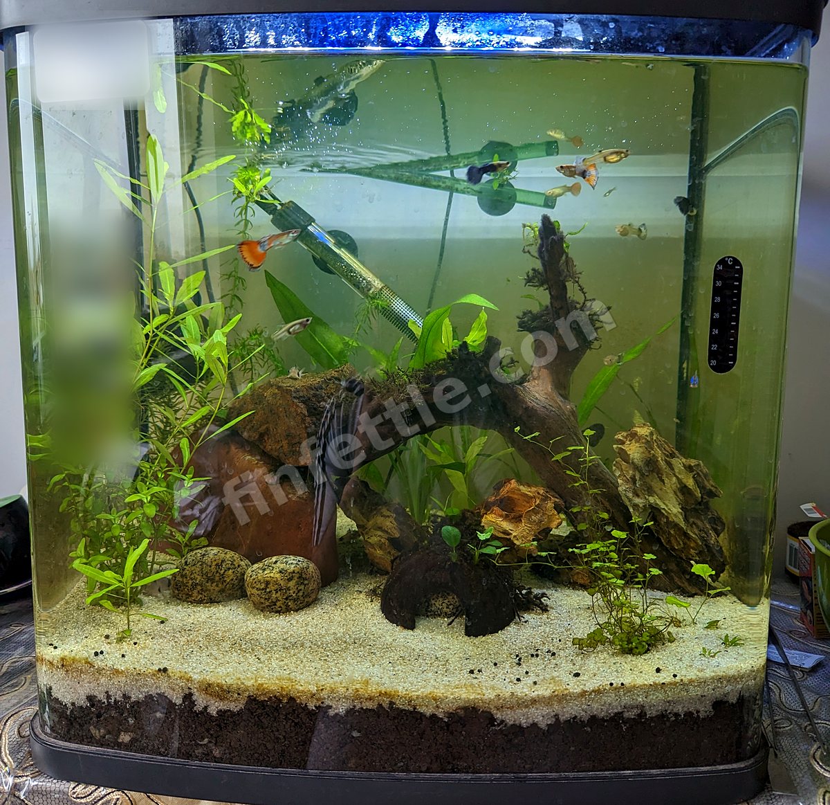 Small planted aquarium with guppies, driftwood and sand, with a green-and-clear gravel siphon lying diagonally in the water