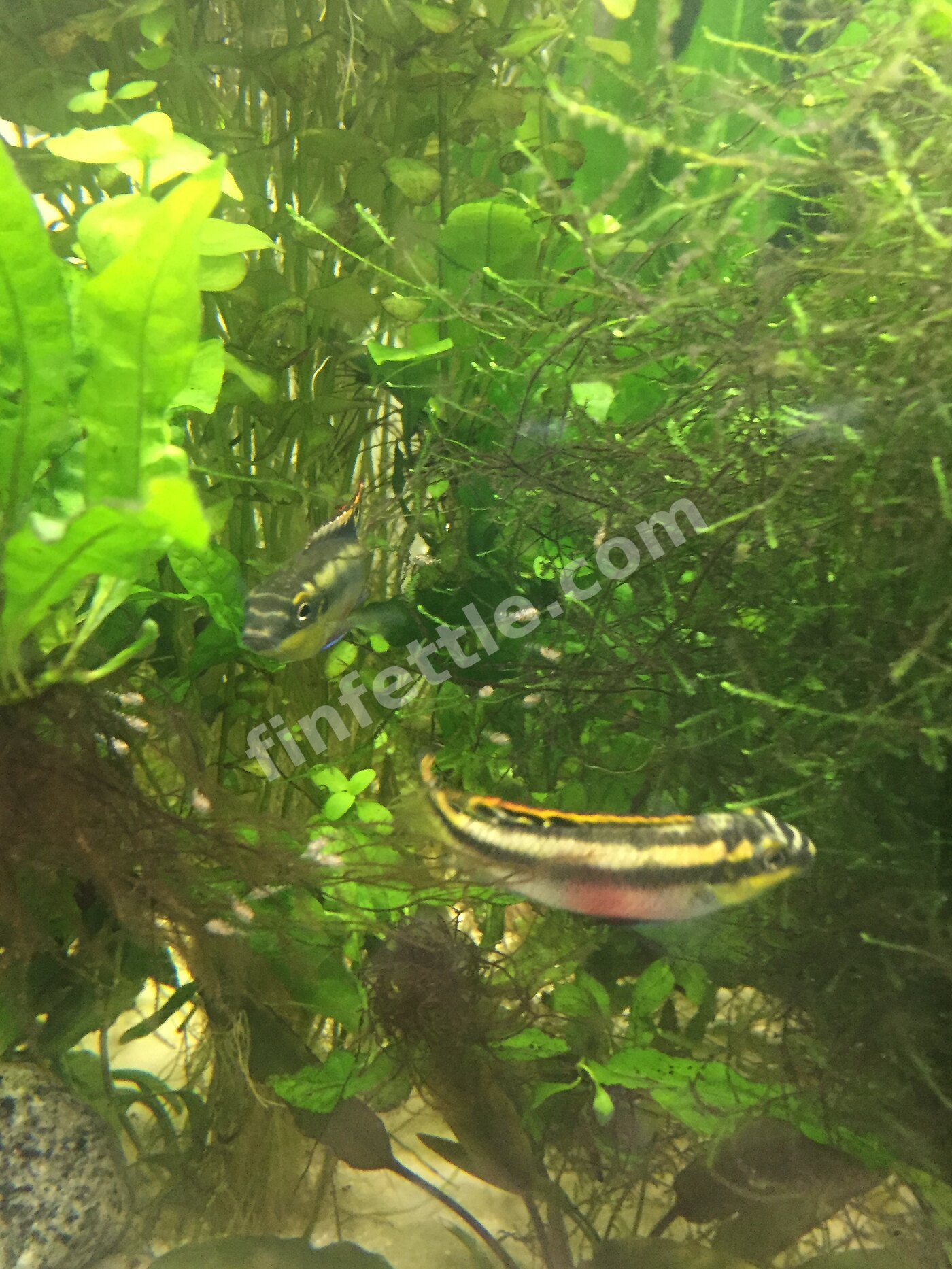 Green hazy aquarium water with plants and a young fish