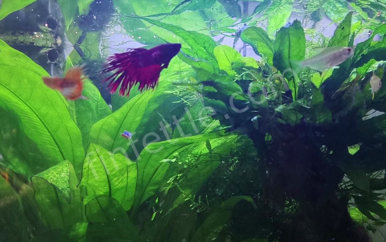 Red crowntail betta in full side profile with fins fanned and clean, even colouring, swimming over sword-plant leaves in a heated planted community aquarium
