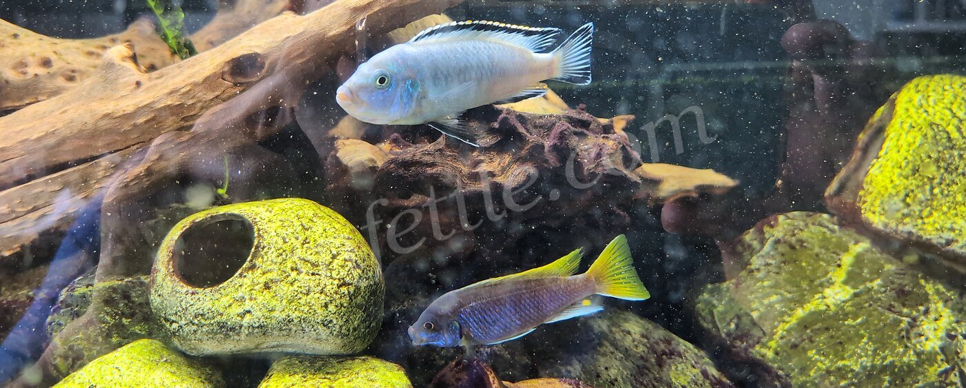 Two healthy African cichlids with clean, spot-free skin among driftwood and rocks