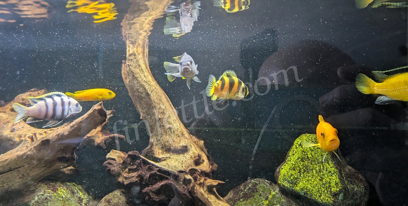 Healthy African cichlid community tank with electric yellow cichlids, a blue-barred mbuna, a tiger cichlid and driftwood