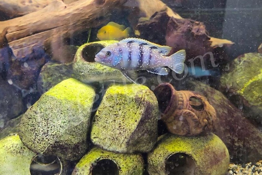 Blue-barred mbuna cichlid with distinct white ich spots across its body and fins