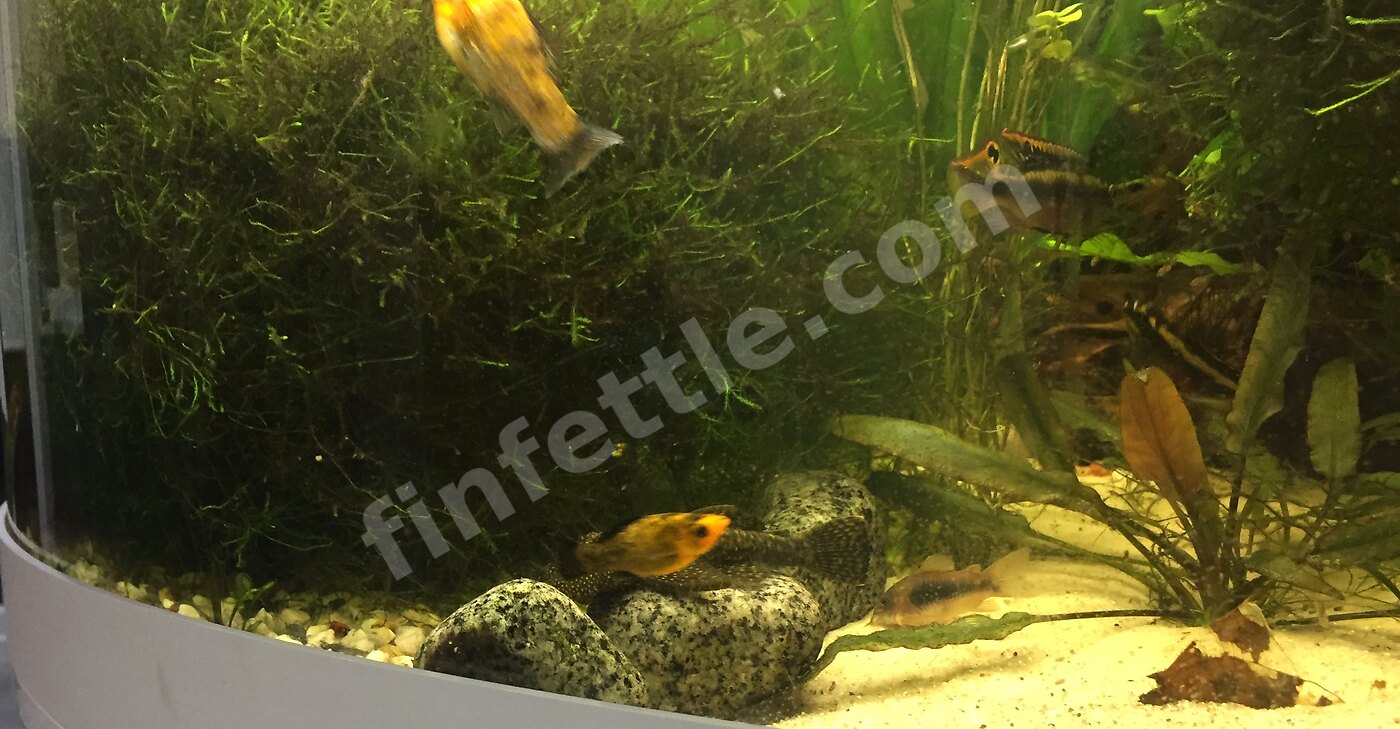 Established planted Juwel Trigon aquarium with sand, rocks and fish