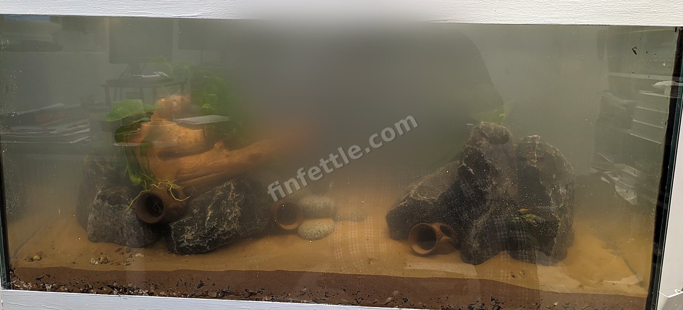 Newly set-up rectangular aquarium with sand, rocks and driftwood, the water evenly milky-grey