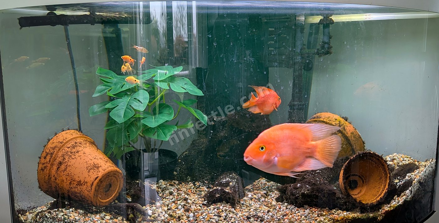 A Juwel Trigon 190 corner aquarium with blood parrot cichlids, clay pots and an artificial plant