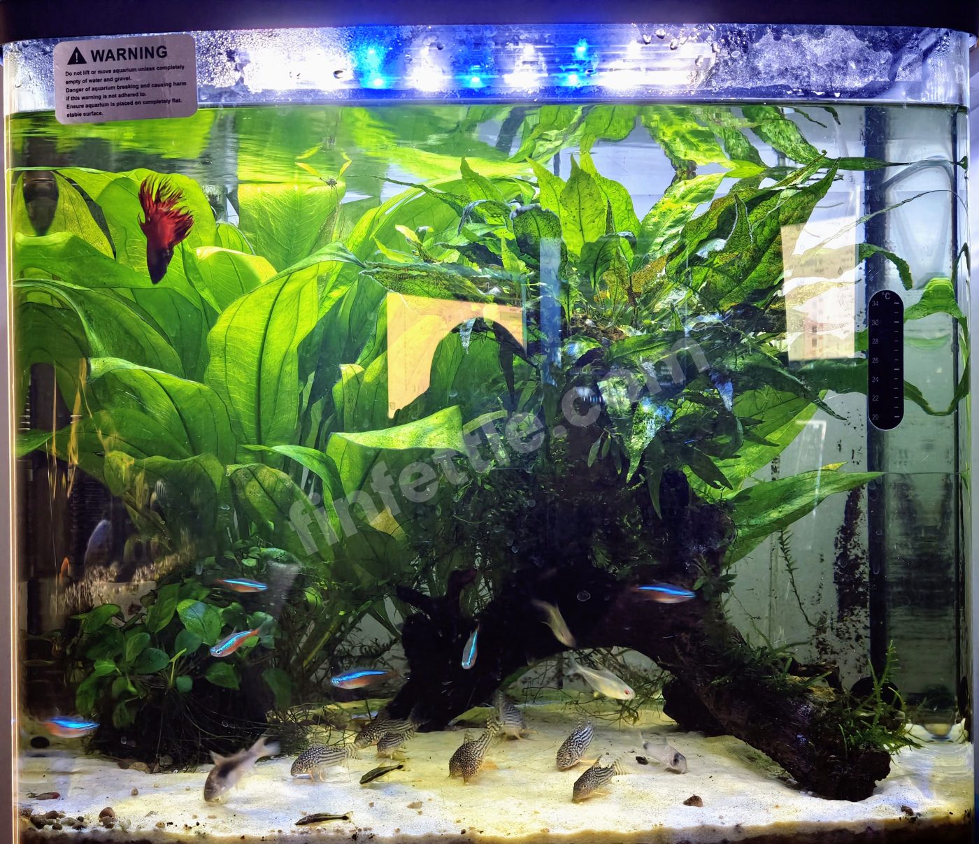 A planted community aquarium lit by the three blue-and-white LED strips that came with it, with broad-leaved plants and driftwood, a red crowntail betta, small tetras and corydoras over white sand