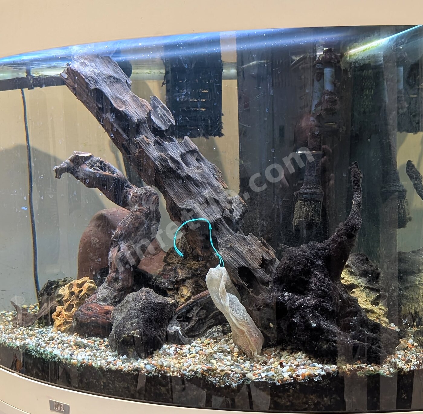 Newly set-up aquarium with driftwood and clean gravel and no fish