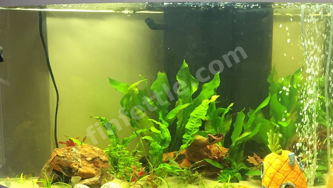 Planted Juwel Trigon 190 aquarium with a molly during fish-in cycling
